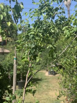  Jujube Fruit Tree