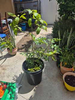 Avocado tree 3ft tall
