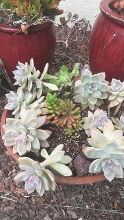 Succulents