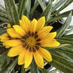 Gazania