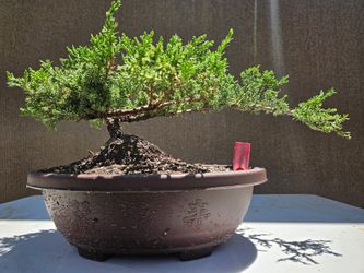 Juniper Nana Bonsai Tree