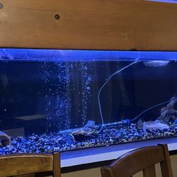 Fish Tank For Sale 