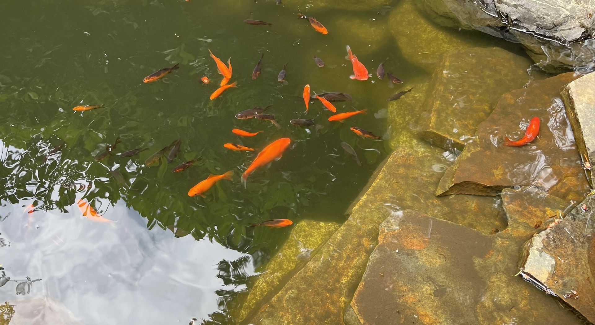 Outdoor Pond Goldfish
