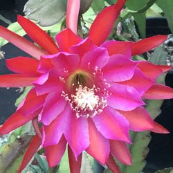 Orchid Cactus Succulent