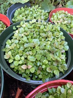 A whole bunch of healthy pink guava plants