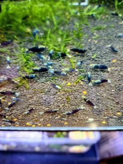 Ocean Blue Caridina