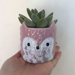 Ghost Succulent Plant In Cute Owl Pot