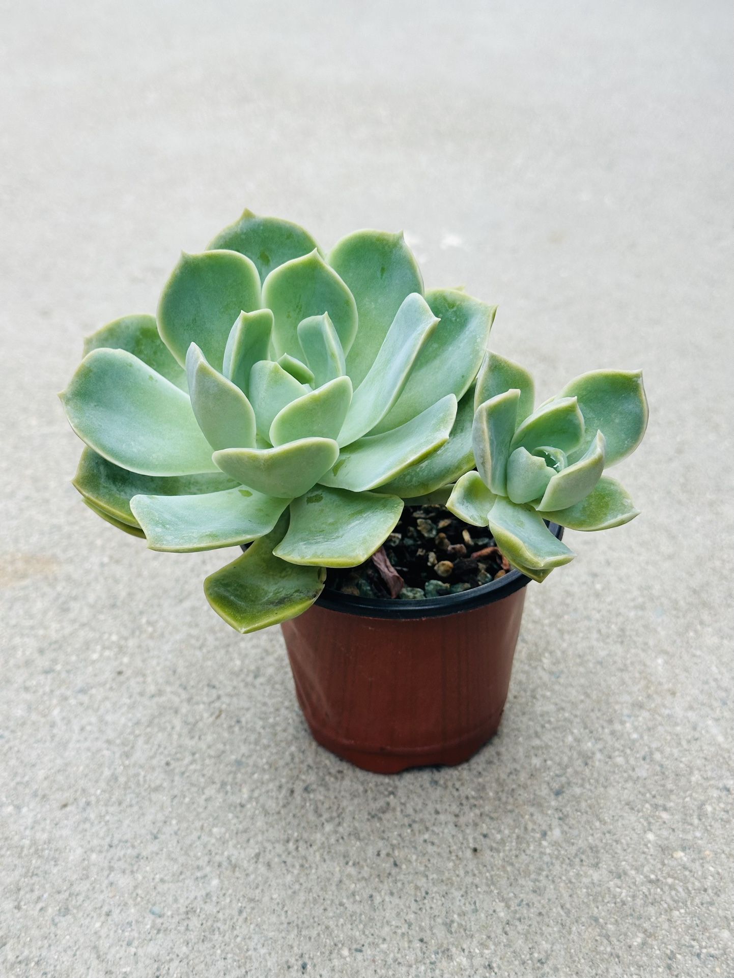 Succulents plants 🪴 