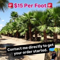 Urgent Field Dug Mexican Fan Palm Clearance Sale