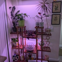 House Plants Set Up