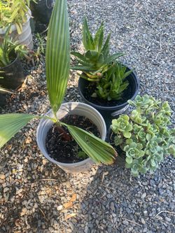Three plant for $10