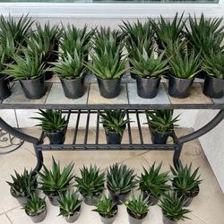 Gasteria Flow Aloe Succulent Plants