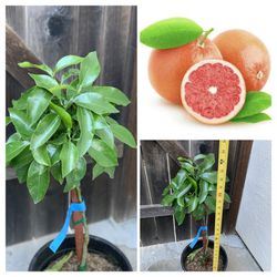 Flame Grapefruit Citrus Fruit Tree 5 Gallon Around 3FT Tall  Cash Only 