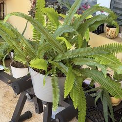 Ferns plant