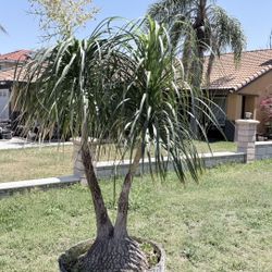 15 Year Old Ponytail Palm Tree