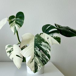 Monstera Albo Indoor Plant 7 leaf