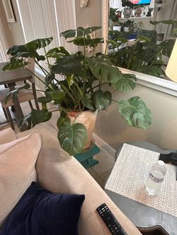 Tall house plant