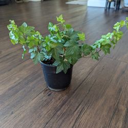 English Ivy Indoor Plant 