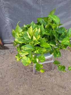 Golden Pothos Plant 8" Nursery Pot