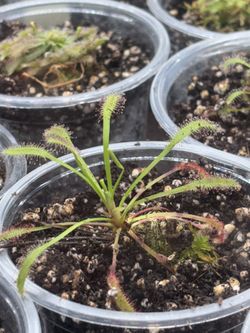 Cape Sundew 