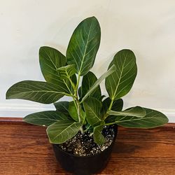 Indoor plant- Ficus Audrey Plant with plastic pot with drainage