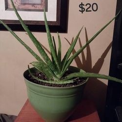 ALOE vera PLANTS