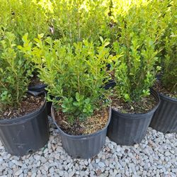 Japanese Boxwood 