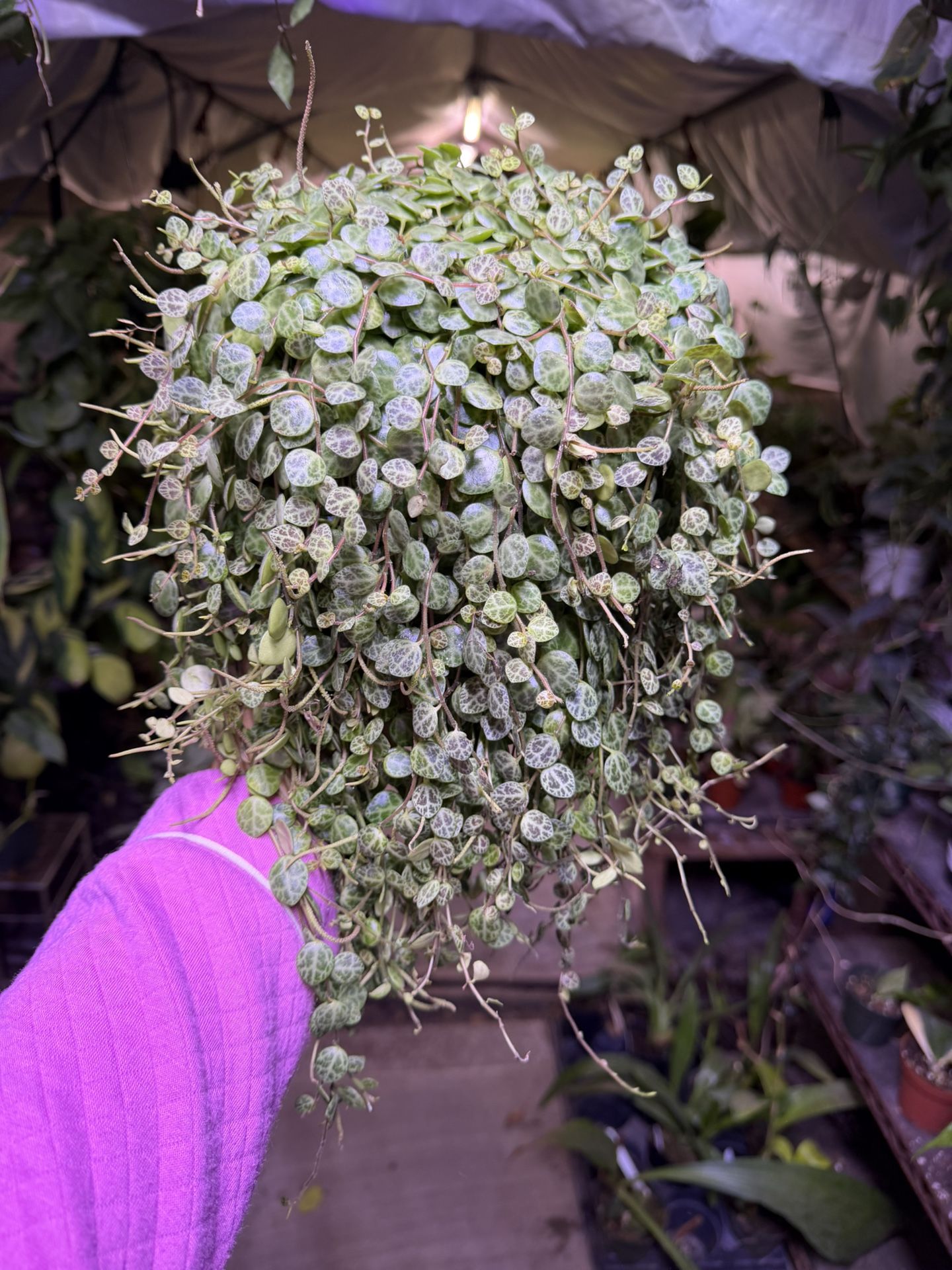 6” strings of turtles