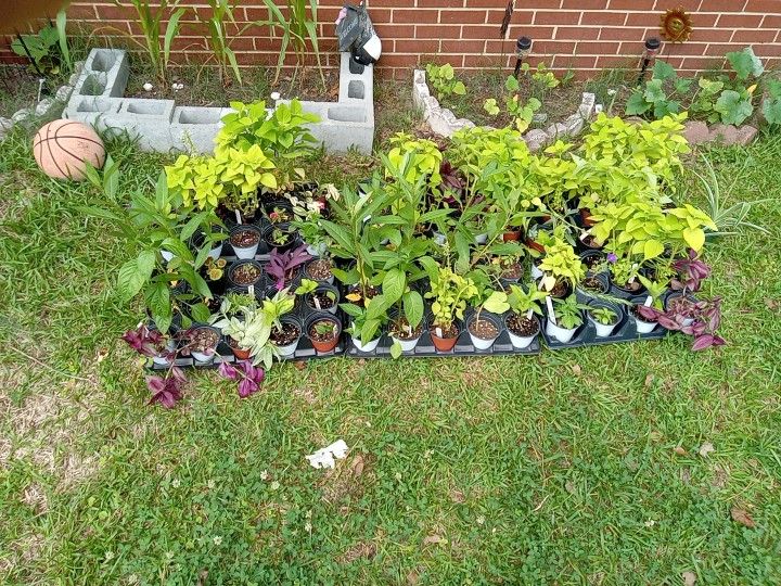 Assorted Potted Plants