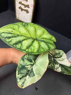 Alocasia Dragon Scale Albo