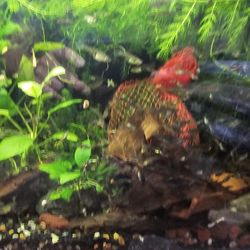 Fish Tank Decoration