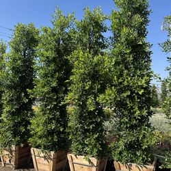 Ficus Nitida Indian Laurel Privacy Hedge