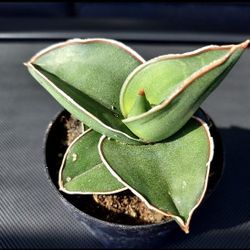 SUCCULENT AND SANSEVIERA SALE..DWARF SAMURI..SAN LORENZO MAKE APPT 