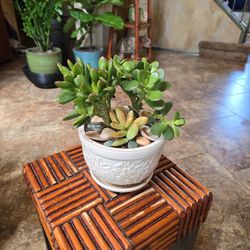 Two Types Of Jade Plant In New Ceramic Pot 
