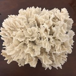 Large Decorative Lettuce Coral