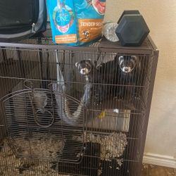 Ferrets