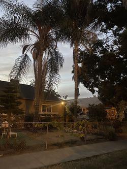 Palmeras