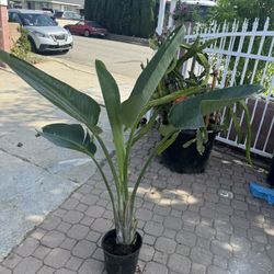 Bird Of Paradise Over 4 Ft