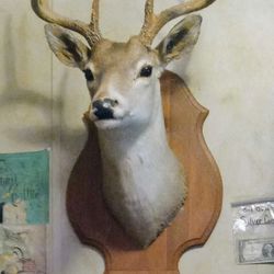 Extremely Large 8-point Buck Mounted With An Extra Large Amount With Feet