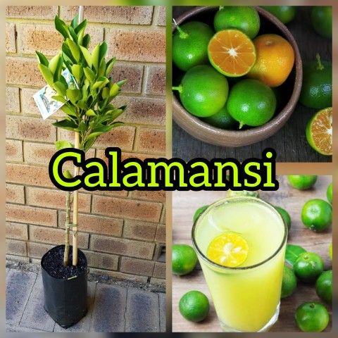 Calamansi Grafted Trees 3gal Arboles De Calamansi Injertados