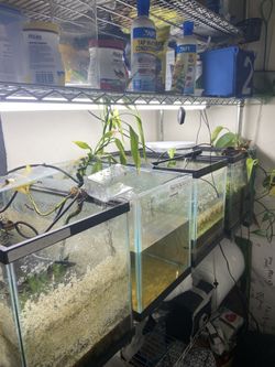 10 Gallon Tanks For Sale 