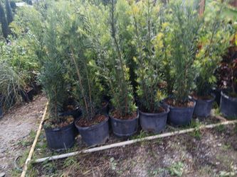 Podocarpus Hedges on sale now $19