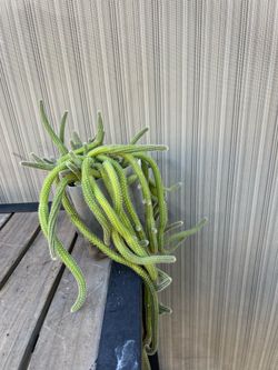 Rattail Cactus