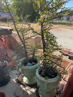Elephant bush plant in decorative pot