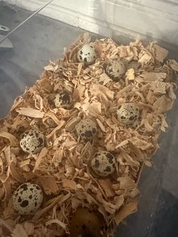 Quail eggs