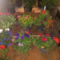 Beautiful Flowers Some Baskets Some In Pots All Different Sizes Great Prices 