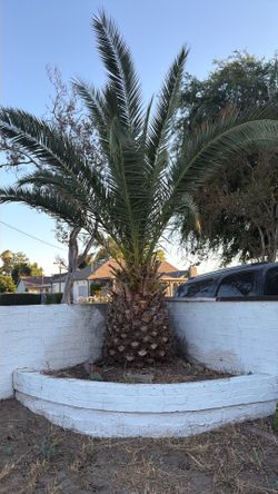 Palm tree