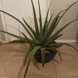 Aloe Vera Plant 