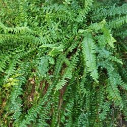 Large Plant