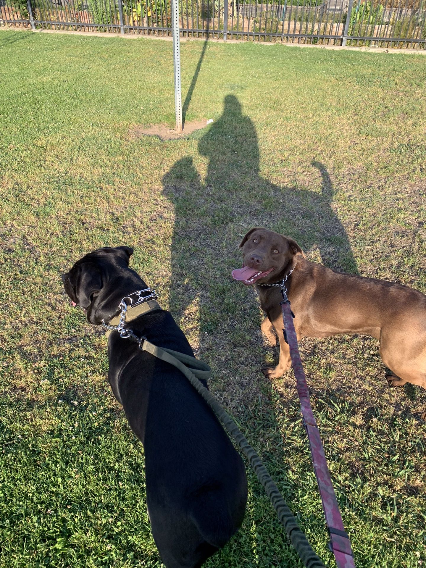 Dog Leash Needs New Companion
